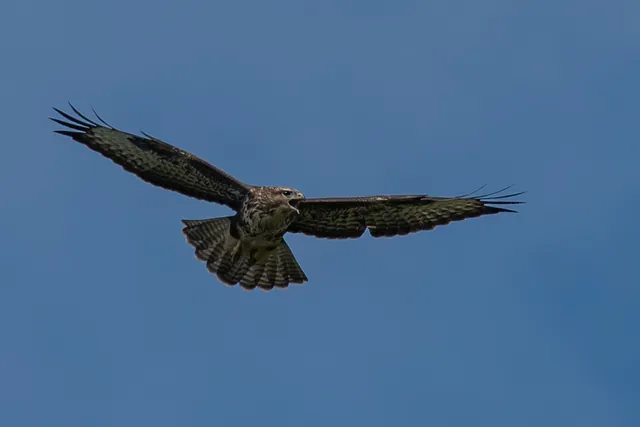 A buzzard (we presumed?)