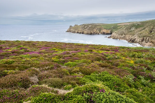 Colourful heather along the southern coast