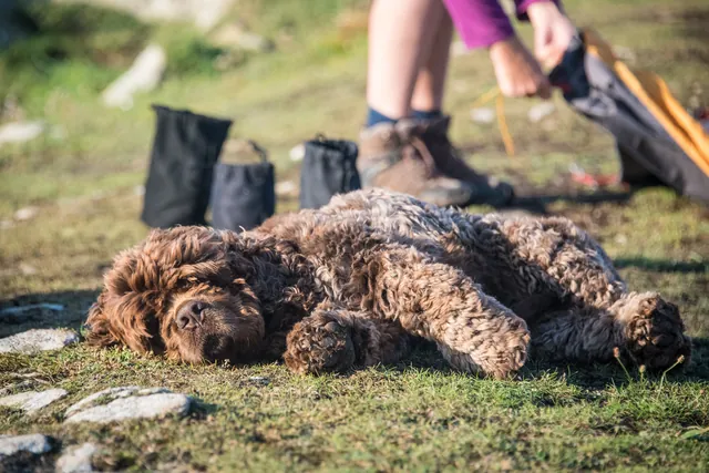 Barney offering no assistance on the camp site pack down