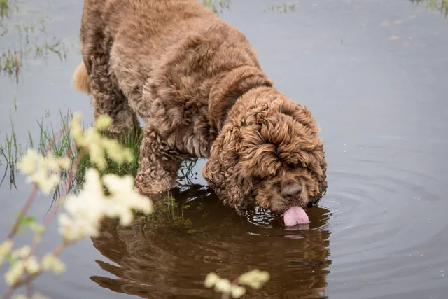 Barney having a well deserved drink