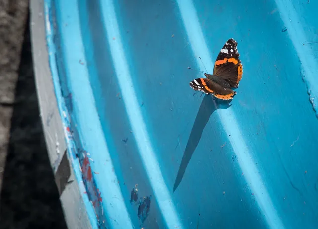 A Red Admiral butterfly on a boat at the Fat Apples Cafe in St Keverne