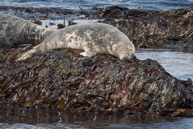 Grey seal