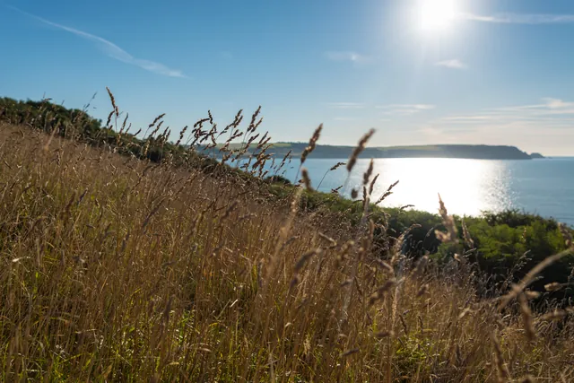 Wild grass with a gorgeous backdrop