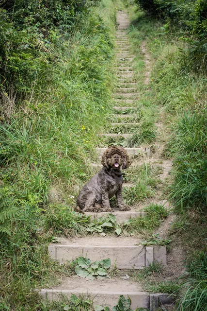 A common challenge on the SWCP - endless steps