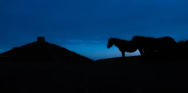 Horses silhouetted against the Rame Head backdrop