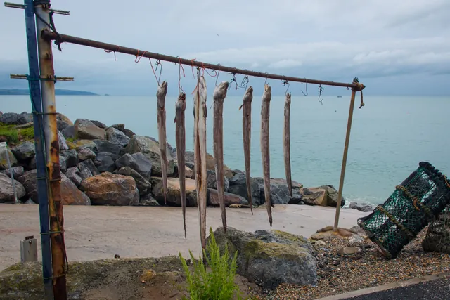 Eels hanging out to dry - not sure why?