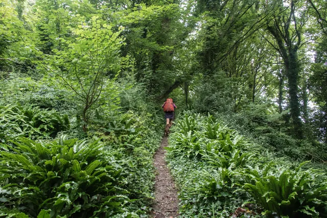 Rainforest-esque scenery in the Downlands Cliffs and Whitlands Cliff section