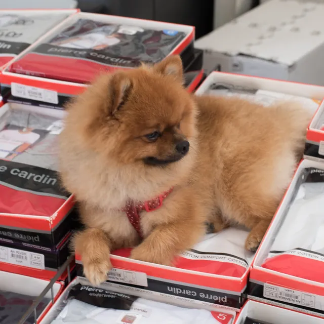 Chillaxing on the wares