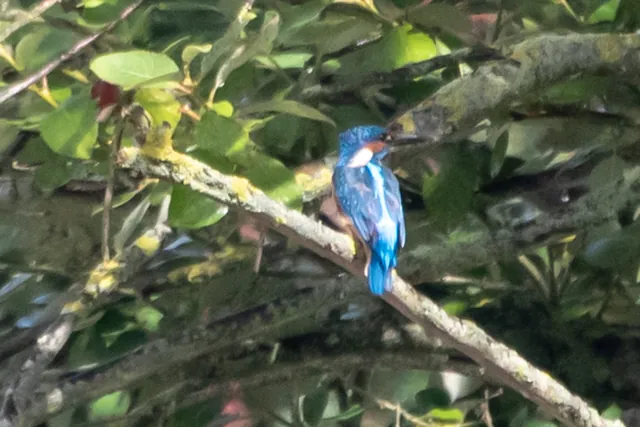 There were quite a few kingfishers darting about on the canal, but difficult to photograph without a huge, fast zoom lens
