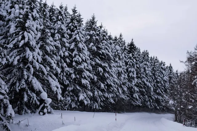 Hokkaido trees in winter #1