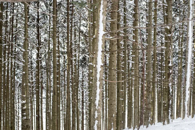 Hokkaido trees in winter #2
