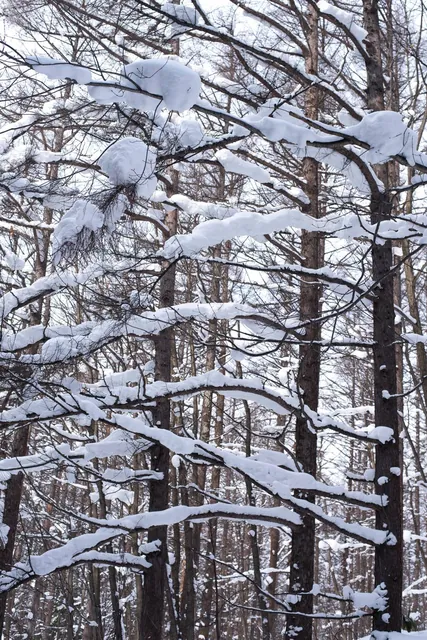 Hokkaido trees in winter #3