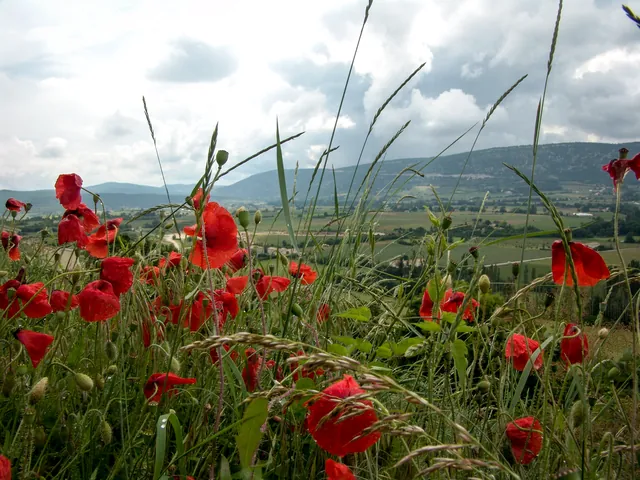 Flowers in the verge of the picturesque valley near Sault
