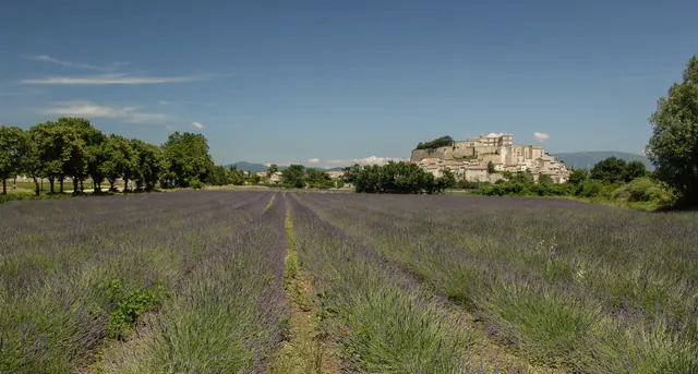 Plentiful lavender fields also making for good photographic shots