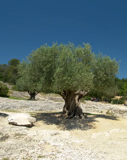 Olive trees also a common sight giving the place a really southern Europe feeling
