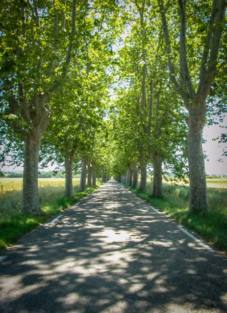 Tree-lined roads as far as the eye can see are also a common feature - fantastic