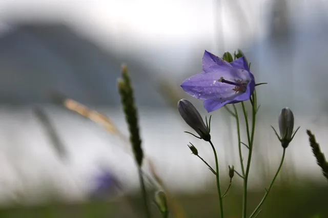 Some summer-time flowers in bloom, ripe for macro photography