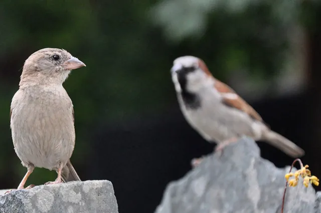 Sparrows scavenging for scraps at the pub