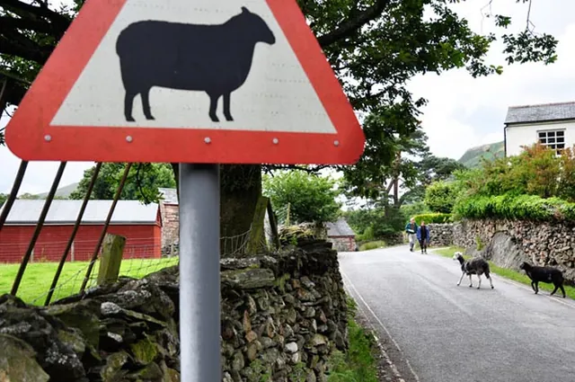 Warning - sheep crossing!