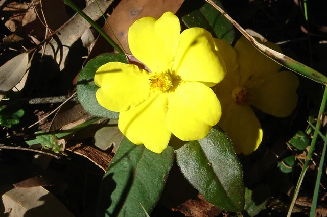 Plenty of spring flowers out in bloom