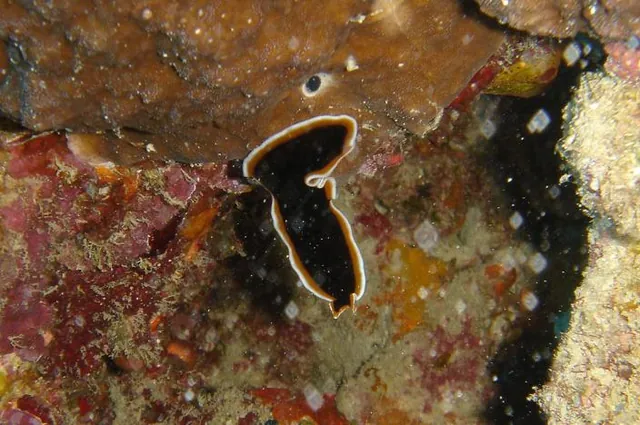 Gill is excellent at spotting the nudibranchs