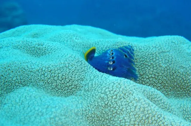 Lots of christmas tree worms to be seen