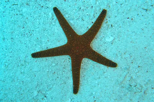Great Barrier Reef — photograph 6
