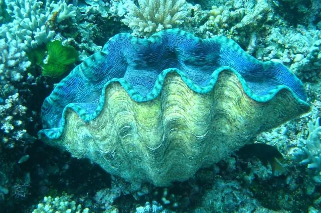 A giant clam