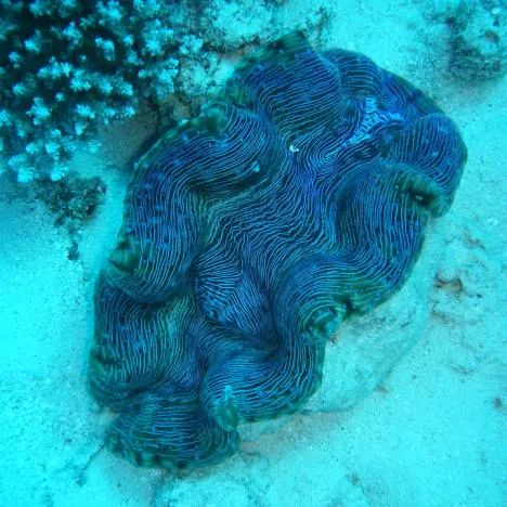 The inside of the clam is a fantastic electric blue colour