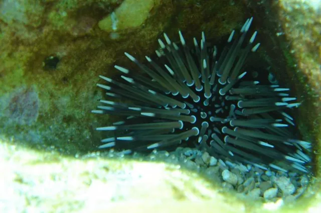 An urchin that resembles a James Bond Villain nuclear bomb