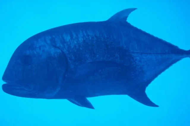 A giant trevally with its distinctive miserable facial expression