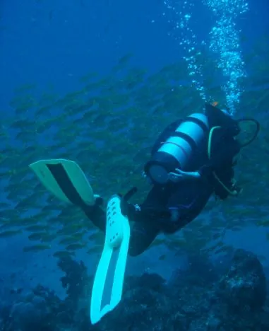 A huge school of yellow striped snapper at Steve's Bommie