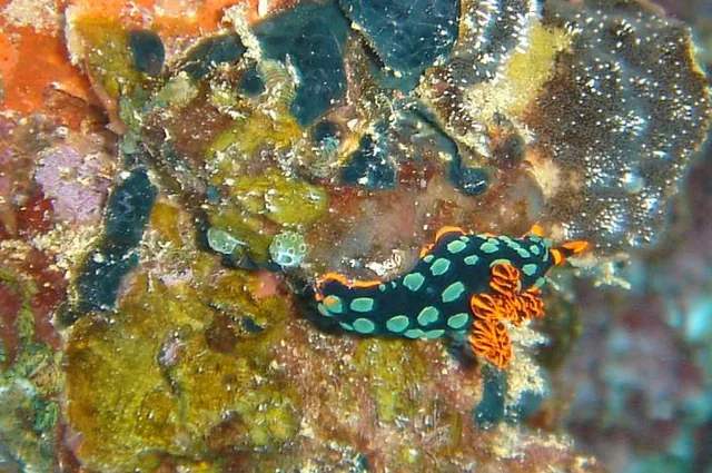 An elaborate nudi