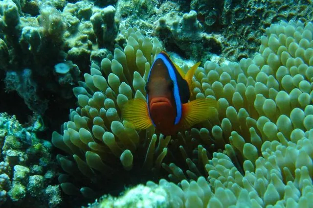 The anenomefish guarding its home with usual gutsy vigour