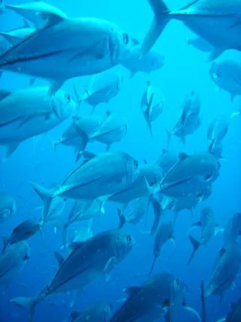 Great Barrier Reef — photograph 17