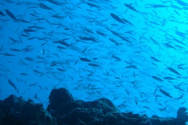 This is what you expect to see on the Great Barrier Reef