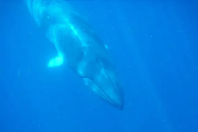 The minke whales were stunning - they stayed with us for most of the day