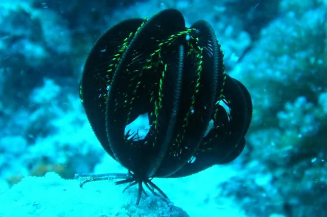 Great Barrier Reef — photograph 21