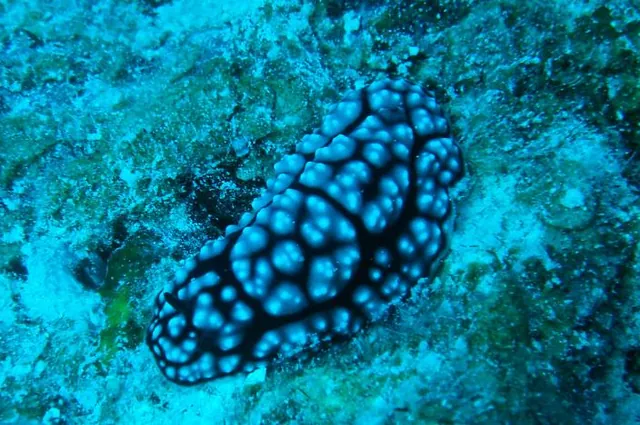 More nudibranch action