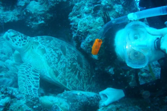 This resident turtle can't get a moment's peace
