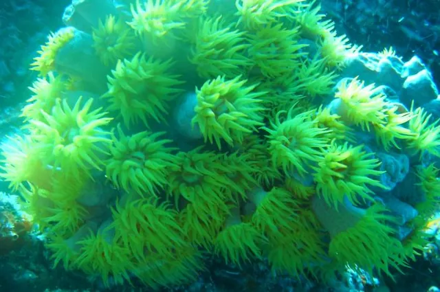 Lots of this yellow coral at the top of Lighthouse Bommie