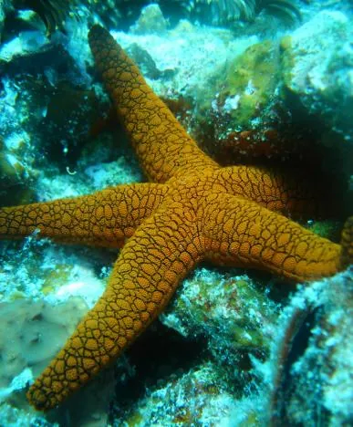 Great Barrier Reef — photograph 25