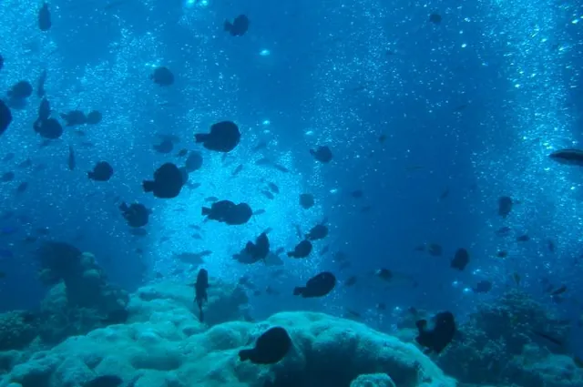 Diver bubbles rising up through the top of Lighthouse Bommie