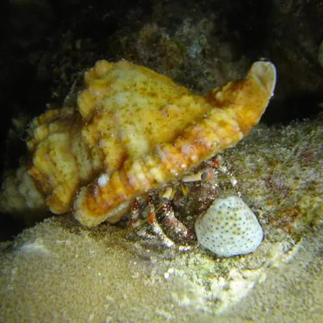 A hermit crab
