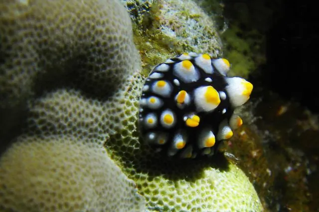 Great Barrier Reef — photograph 28