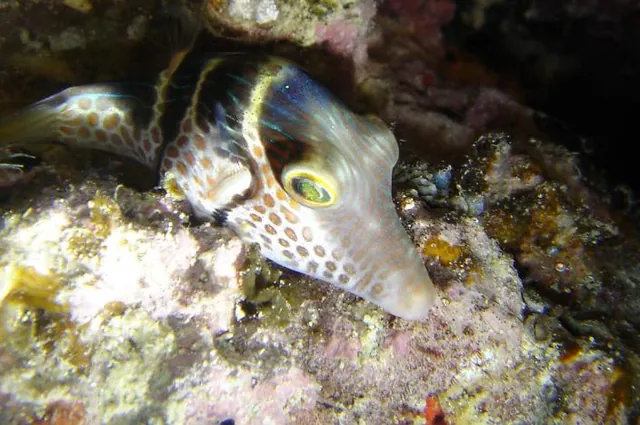 Great Barrier Reef — photograph 29