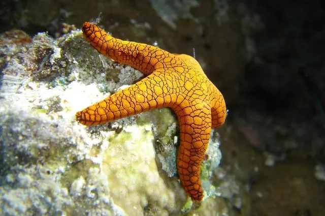 A gorgeous orange starfish on one of our night dives