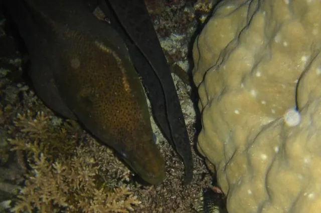 A moray eel doubling back to give me some attitude