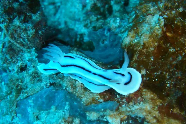 Great Barrier Reef — photograph 32