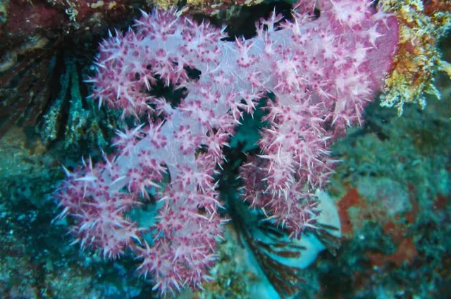 Great Barrier Reef — photograph 33